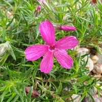 Phlox douglasii 'Crackerjack'